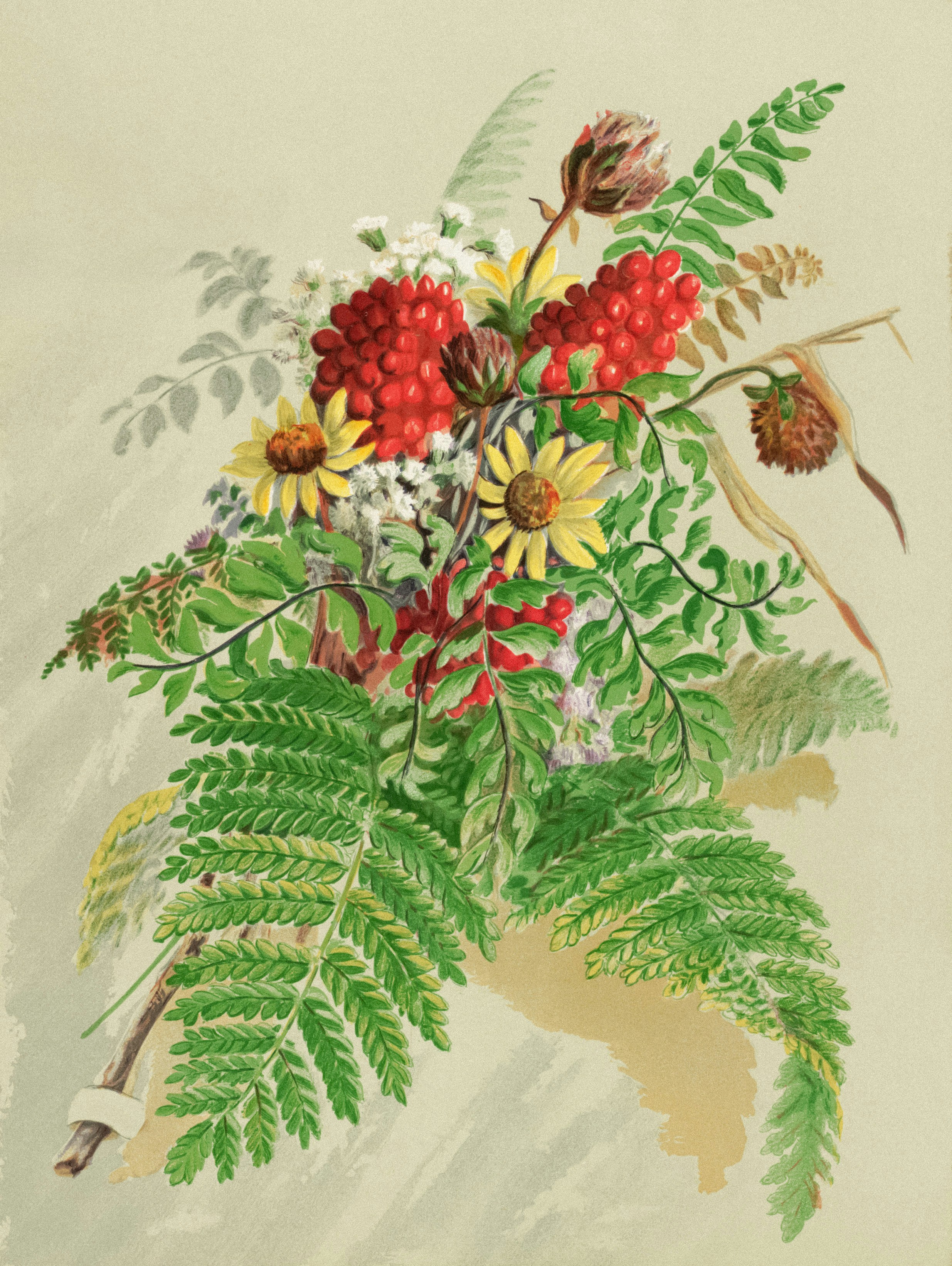 Botanical Illustration Set
